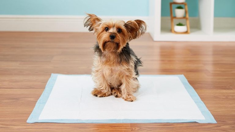Hoogwaardig plasmatje met absorberende lagen voor puppytraining en huishoudens